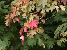 B-Herbststimmung 038.jpg